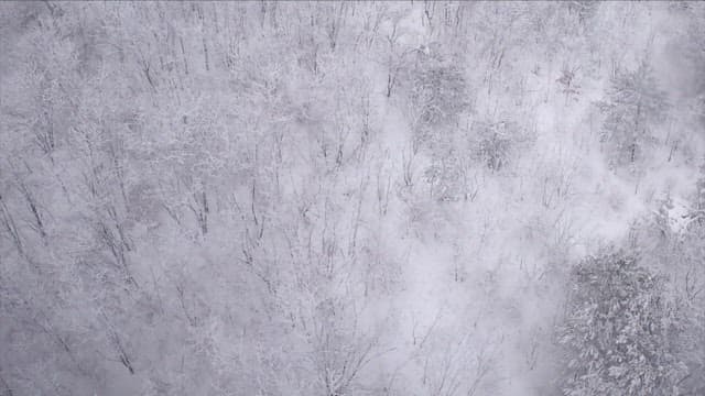 Serene snow-covered forest