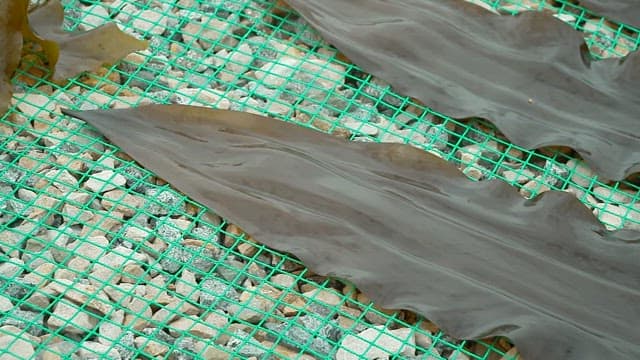 Fresh kelp drying on a net over stones
