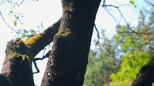 Moss-covered tree trunk in a sunlit forest
