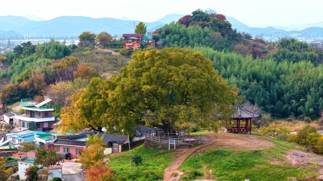 Large tree in a scenic rural landscape