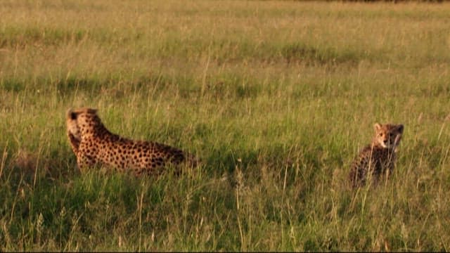 Cheetahs Lounging in the Grass