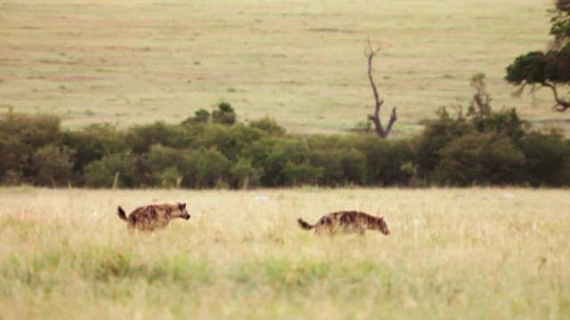 Hyenas Roaming in African Savannah