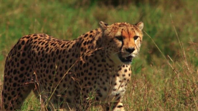 Cheetah Roaming the Green Meadows