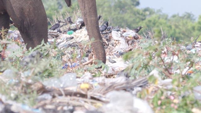 Elephant foraging in a landfill, surrounded by birds