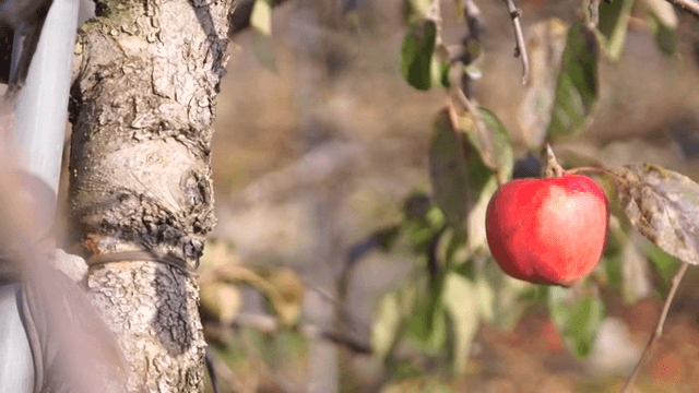 Ripe apples hanging on a tree branch