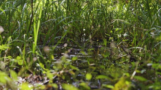 Serene Wetland Surrounded by Lush Greenery