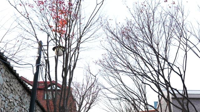 Tree branch covered with scattered maple leaves in early winter