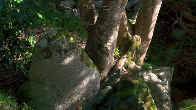 Tranquil Forest Scene with Sunlit Rocks and Trees