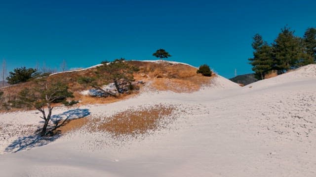 Tranquil Winter Landscape with Snow-Covered Trees