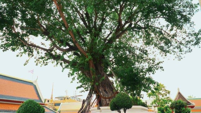 Tall tree with lush green leaves