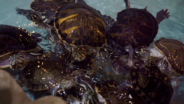 A group of turtles swimming and interacting in water