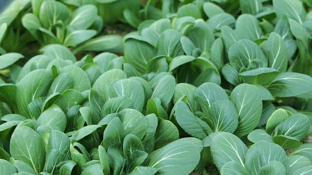 Fresh green bok choy growing in a field