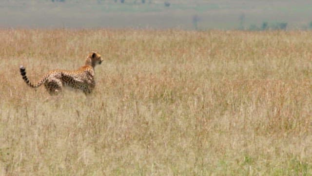 Antelope Sprinting Across Grassland