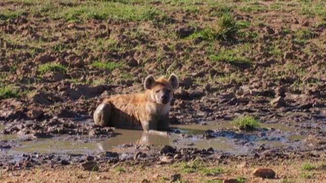 Spotted Hyena Cooling Off in a Mud Pool