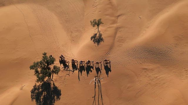 Camels walking in the desert with trees