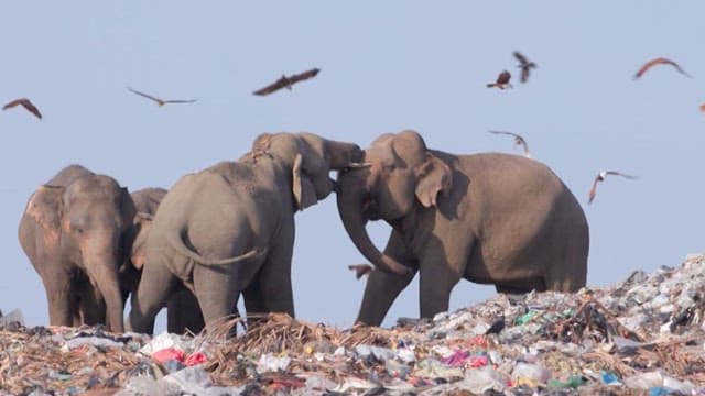 Elephants foraging in a landfill, surrounded by birds