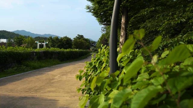 Serene pathway in a lush green countryside