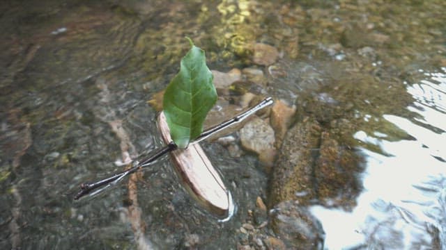 Small leaf boat floating on a stream
