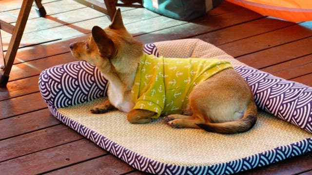 Small dog resting on a cushion on a wooden deck outdoor