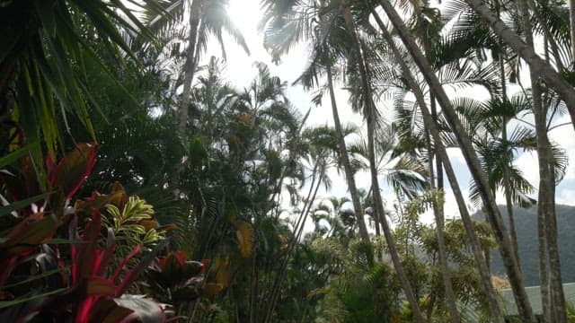Lush tropical garden with tall palm trees