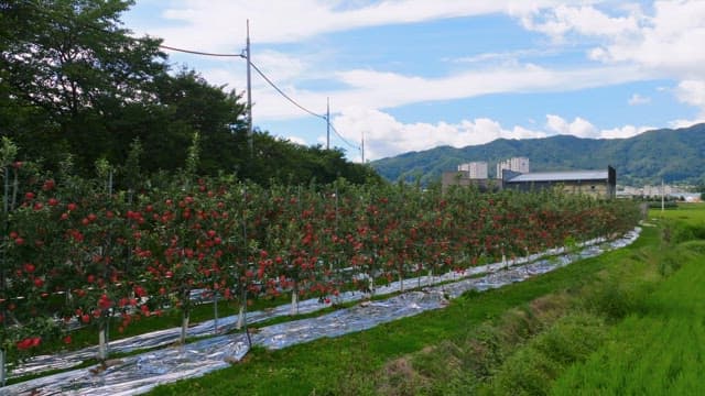 Apple orchard with red apples and green fields