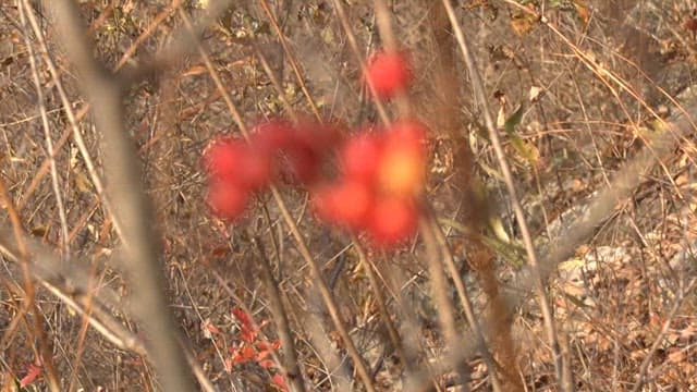 Red berries on branches in a forest