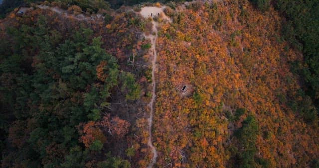 View of Lush Forest in the Beginning of Fall