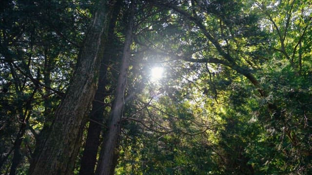 Sunlight streaming through the forest trees