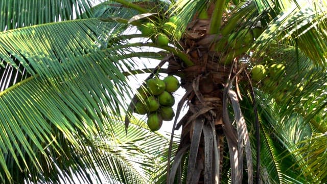 Coconut palm tree with green coconuts in bright sunlight