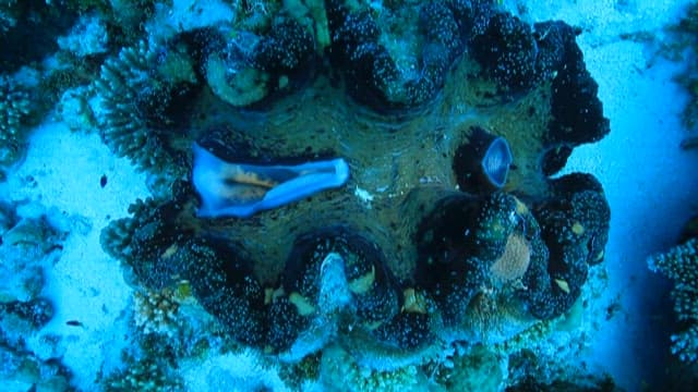 Giant clam on the sea floor