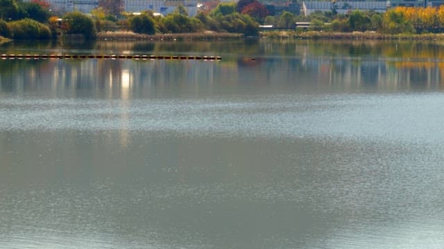Peaceful lake surrounded by green bushes