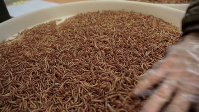 Hand stirring a large tray of mealworms in a food processing setting