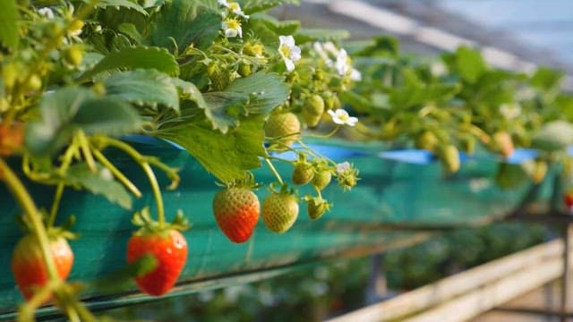 Fresh strawberries growing in a farm