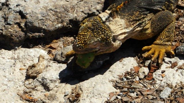 Iguana Feeding on a Cactus