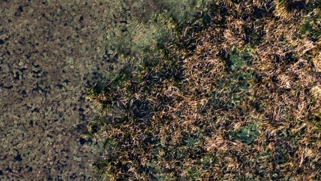 View of a marsh with vegetation
