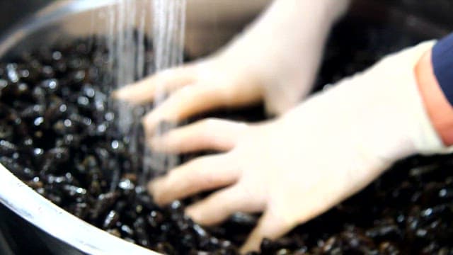 Hands washing marsh snails under running water