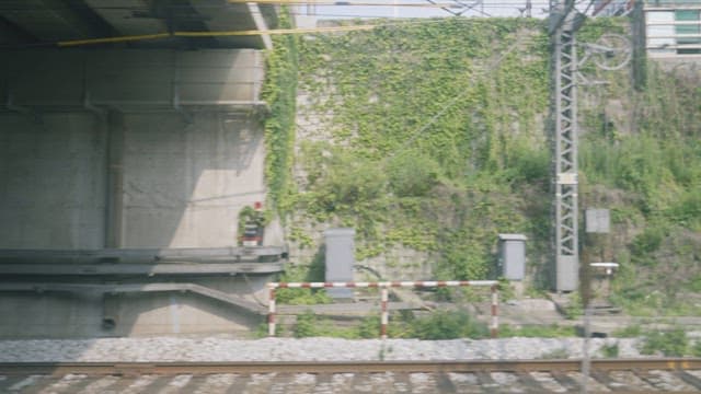 Plants on the wall beside the railway