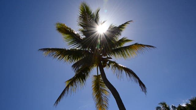 Palm Tree Silhouette Against Sunny Sky