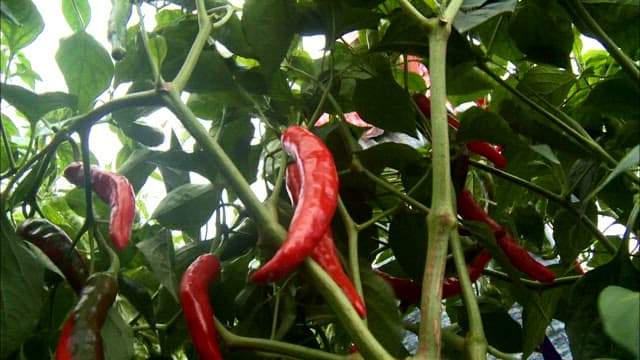 Hand-picking ripe red chili peppers