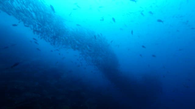 School of Fish Swimming in Deep Blue Sea