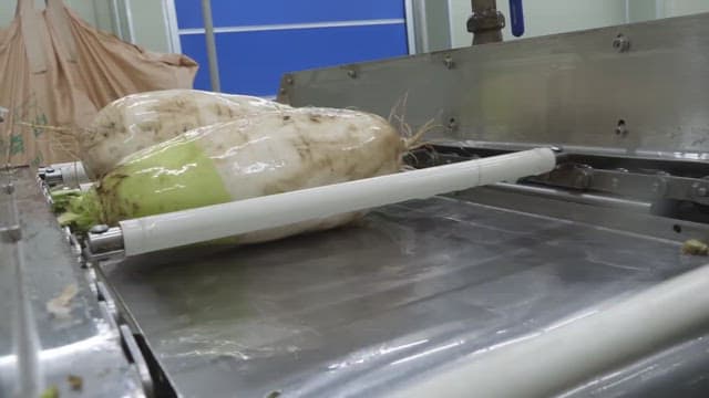 Radish wrapped in plastic on the factory production line