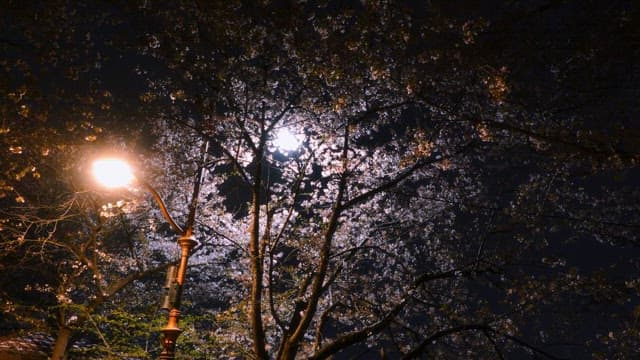 Cherry blossoms illuminated by streetlights