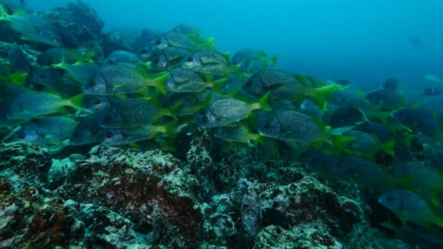 Shoal of Fish Navigating Coral Reef