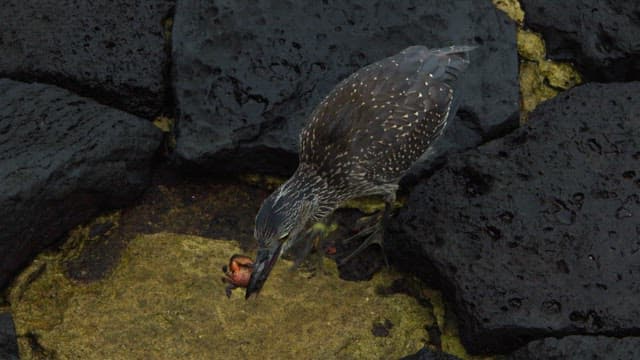 Bird Catching Prey on Rocky Shore