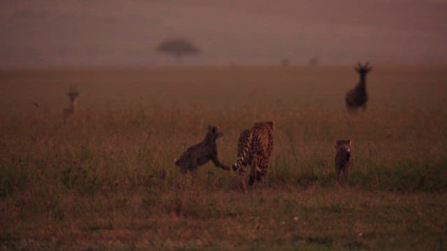 Serene Savannah at Dusk with Roaming Cheetahs
