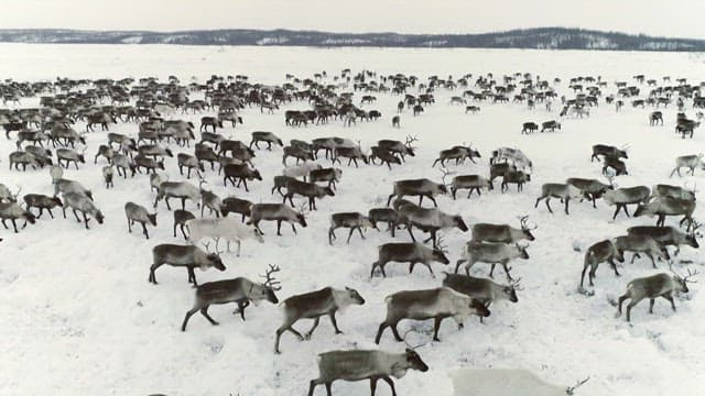 Reindeer Herd Roaming Across Snowy Landscape