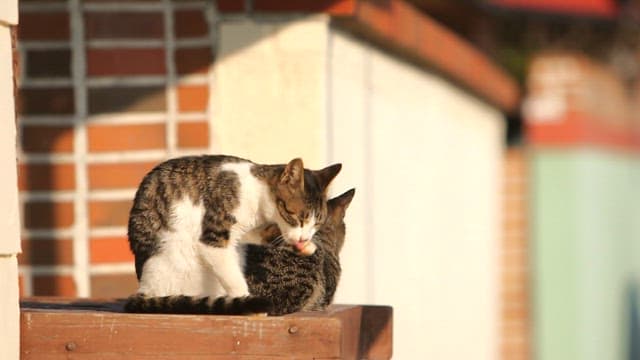 Two cats grooming on a ledge