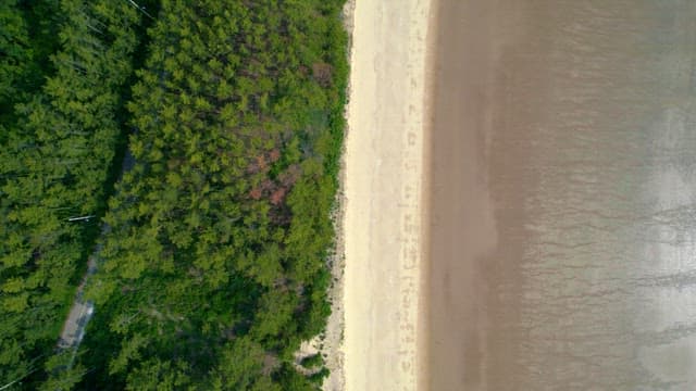 Clean Beach Bordering the Edge of the Forest