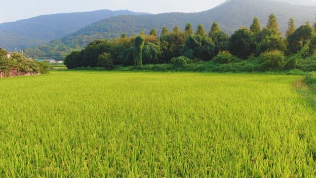 Lush green rice fields with mountains