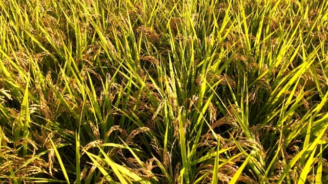 Lush green rice field under sunlight